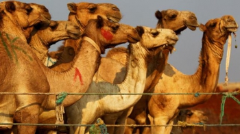 Botokslu develer yarışmadan diskalifiye edildi