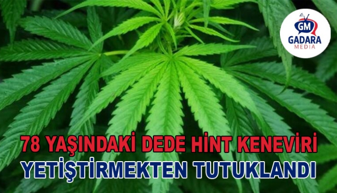 78 yaşındaki dede hintkeneviri yetiştirmekten tutuklandı