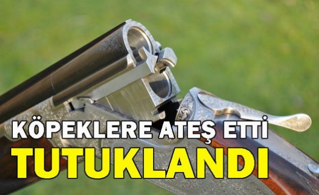 Avlusundaki kümeslerine saldırdığı gerekçesi ile 2 köpeğe ateş etti