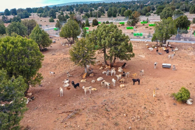 Güzelyurt Hayvanları Koruma Derneği Başkanı Sarro’dan belediyeye eleştiri