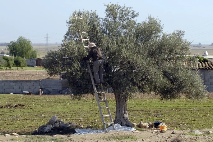  Güzelyurt İlçesi'nde zeytin ve harup toplama tarihleri açıklandı
