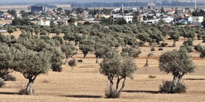 İskele bölgesinde erkenci zeytin hasadı 30 Ağustos’ta başlayacak