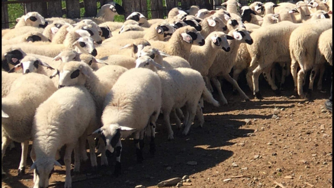 Kasaplık Hayvan Satışı İhalesinde Son Gün 16 Eylül, İşte Detaylar