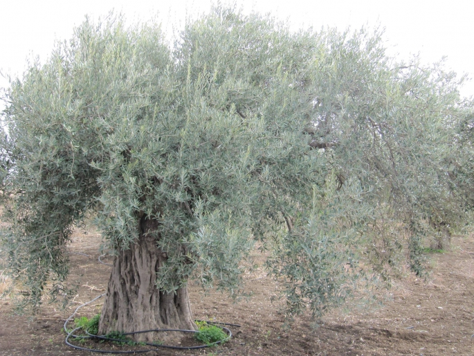 KKTC'de ilk kez bir zeytin türü 