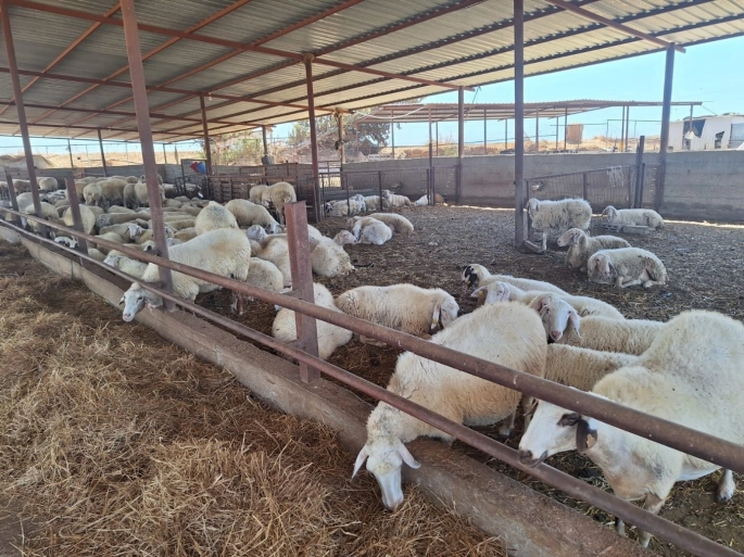 Veteriner Dairesi, çiftlik, işletme ve kesimhaneleri denetledi, ithal ürünleri analize gönderdi