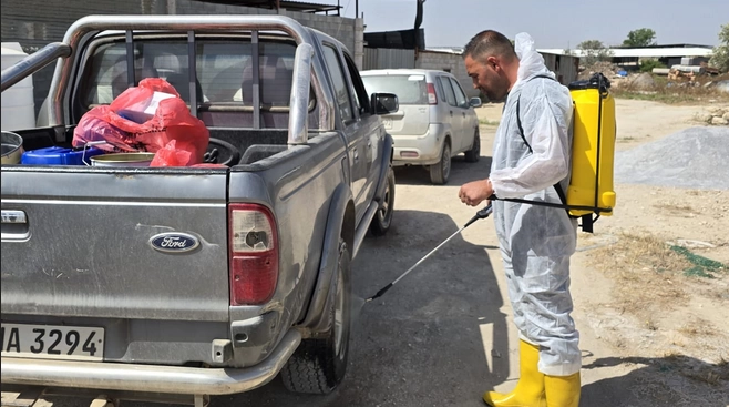 Veteriner Dairesi’nin koyun keçi çiçek hastalığına karşı aşılama çalışmaları sürüyor